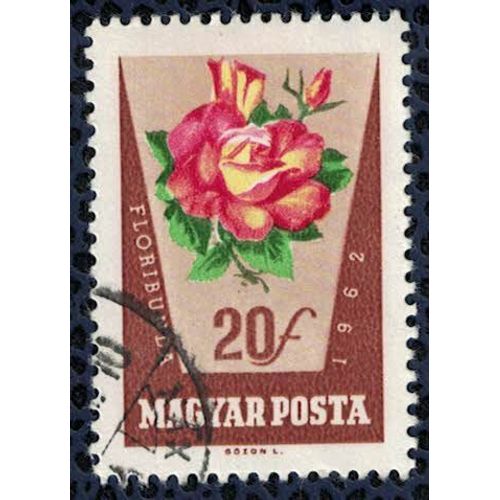 Hongrie 1962 Oblitéré Used Fleurs Rosier Rose Floribunda Su