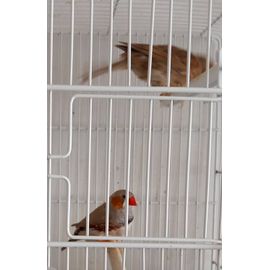 Canaris À Vendre