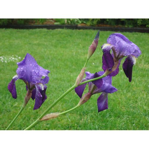 Lot De 25 Iris Bleus (Type Germanica)