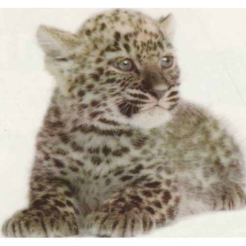 N°113 - Stickers Image Panini Disney Animaux Bebes Calins