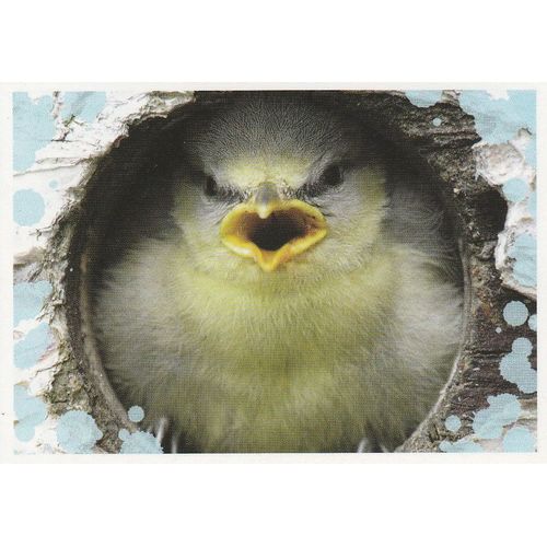 N°136 - Stickers Image Panini Disney Animaux Bebes Calins