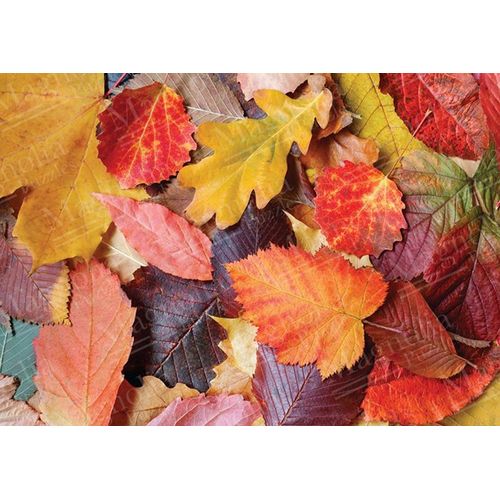 Colorful Leaves - Puzzle 1000 Pièces