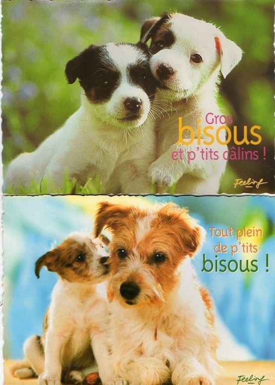 Lot De 2 Cartes Postales Chien Et Chiots Bisous Calins Rakuten