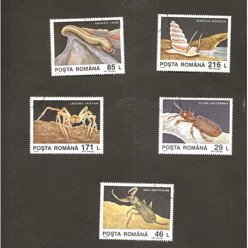 Animaux Invertébrés