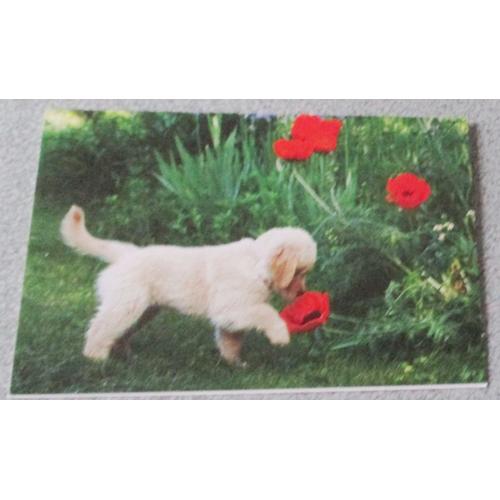 Carte Double Avec Un Bébé Chien Au Poil Clair Reniflant Des Coquelicots Dans L'herbe- 15.5x10cm- Éditée Par Ifaw- Collection Aider Les Chats Et Les Chiens- Avec Enveloppe