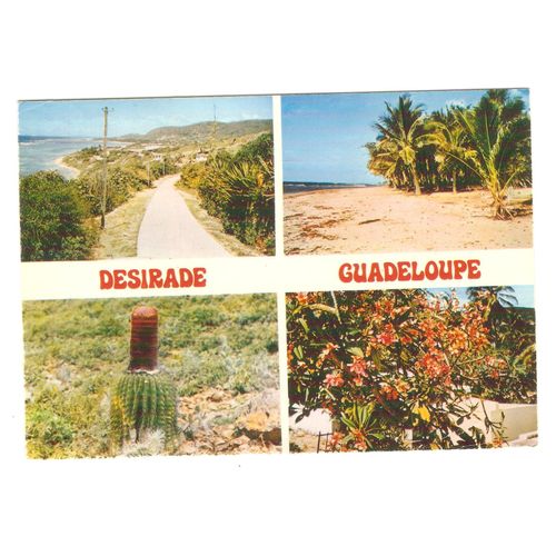 Guadeloupe La Désirade Cactus Érotique Frangipanier Panorama Plage Carte Postale Caribbean Postcard