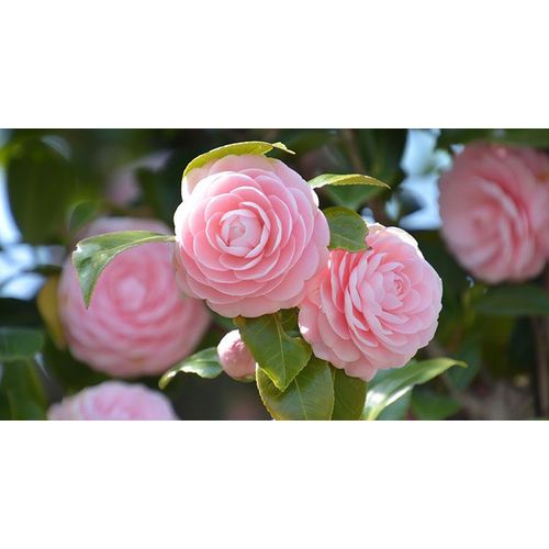 Graines De Camelia Du Japon