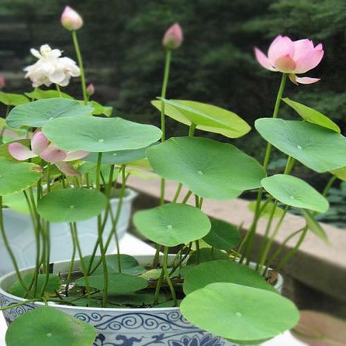 Graines De Lotus Nain