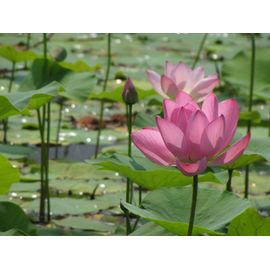 Graines De Lotus Sacré