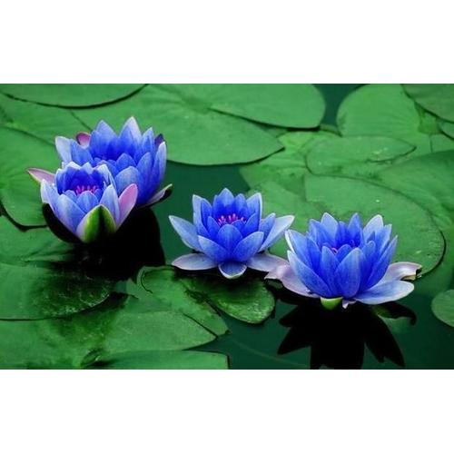 Graines De Mini Lotus Bleu