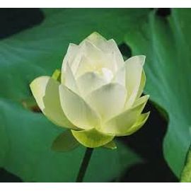 Graines De Lotus Green Wave