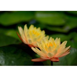 Graines De Lotus Light Yellow