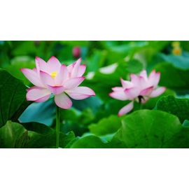 Graines De Lotus Rose