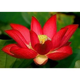 Graines De Lotus Rouge