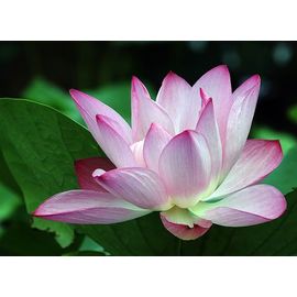 Graines De Lotus Double