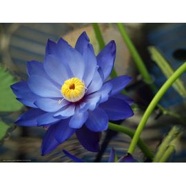 Graines De Lotus Bleu