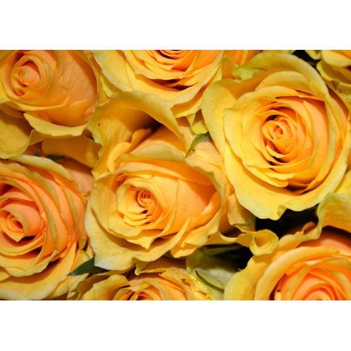 Graines De Rose Jaune