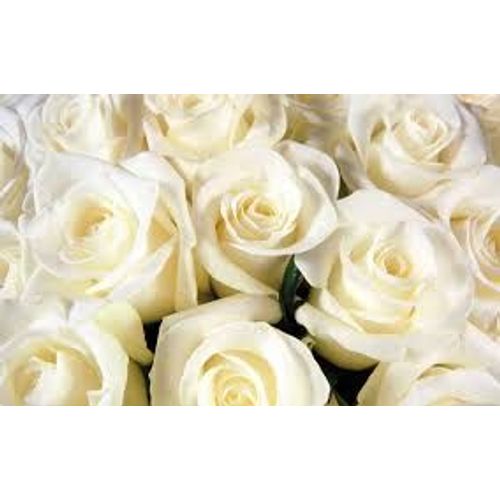 Graines De Rose Blanche