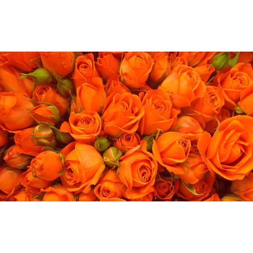 Graines De Rose Orange
