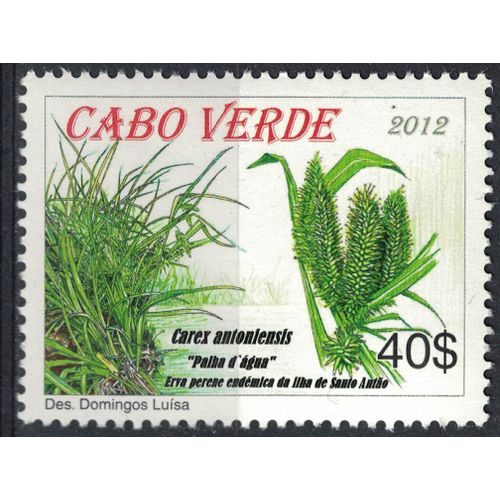 Cap Vert 2012 Neuf Avec Gomme Carex Antoniensis Herbe Vivace Endémique Île De Santo Antão