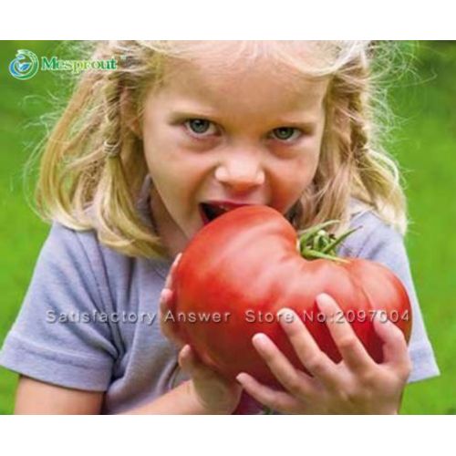 Record Du Monde Tomate Geante Lot De 10 Graines Variété Suprême Bio