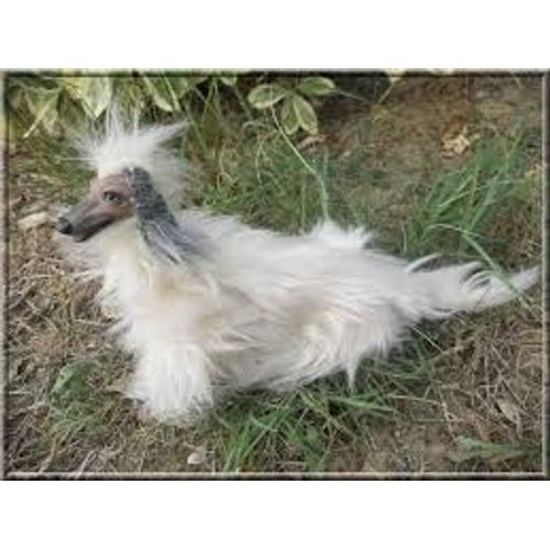 Chien De Barbie 1979