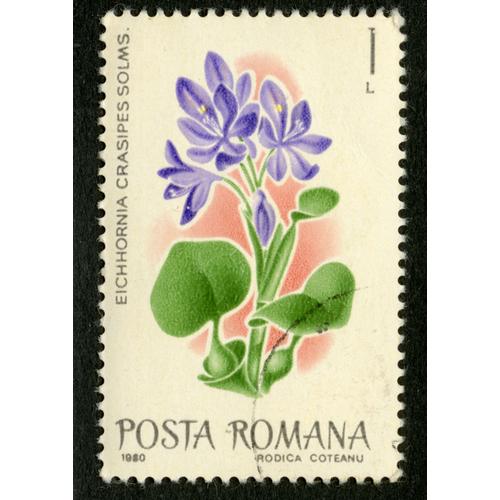 Timbre Oblitéré Posta Romana, Eichhornia Crasipes Solms, 1980, 1 L