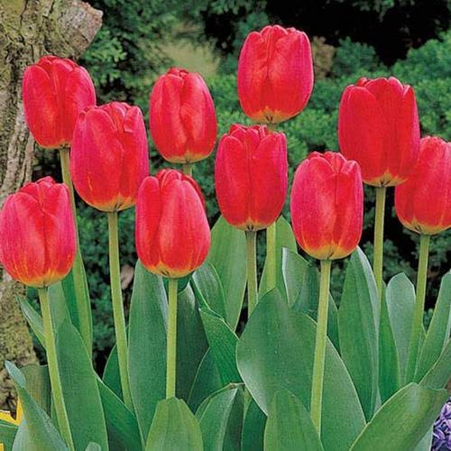 Lot De 100 Graines De Tulipe À Haute Germination - Pétales Rouges - Plantation Extérieure - Jardin - Graines De Tulipes