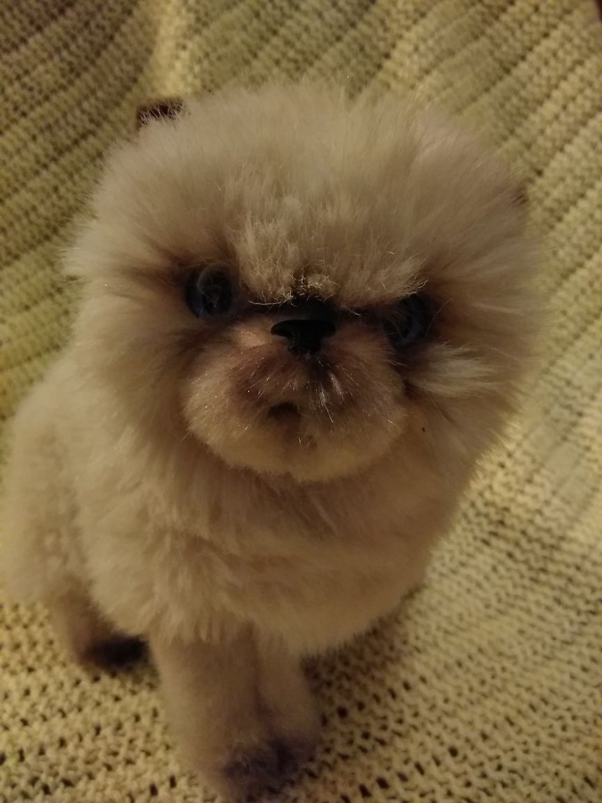 Peluche Doudou Chat Persan Siamois Sacre De Birmanie Beige Marron Aux Nations Rakuten