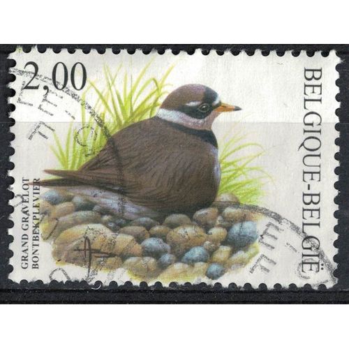 Belgique 2002 Oblitéré Used Oiseau Bird Charadrius Hiaticula Pluvier Grand Gravelot Su