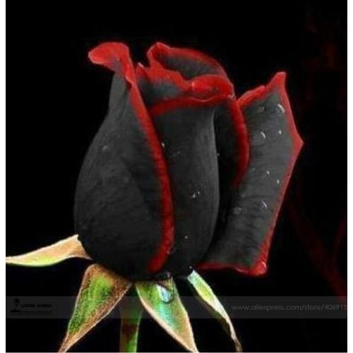 Roses Noires Liseré Rouge Rare 10 Graines Top Qualité