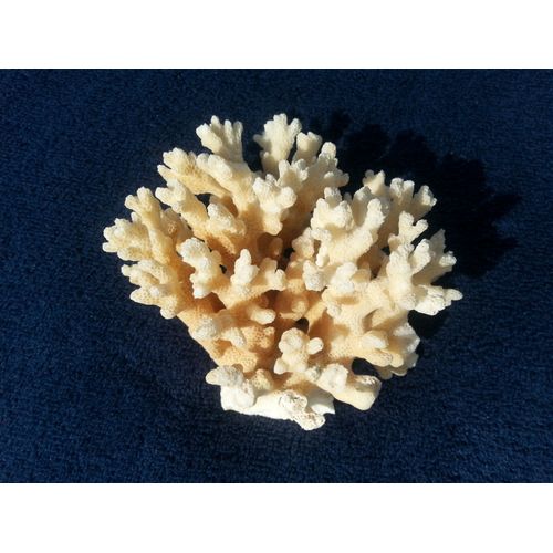 Acropora - Corail Naturel