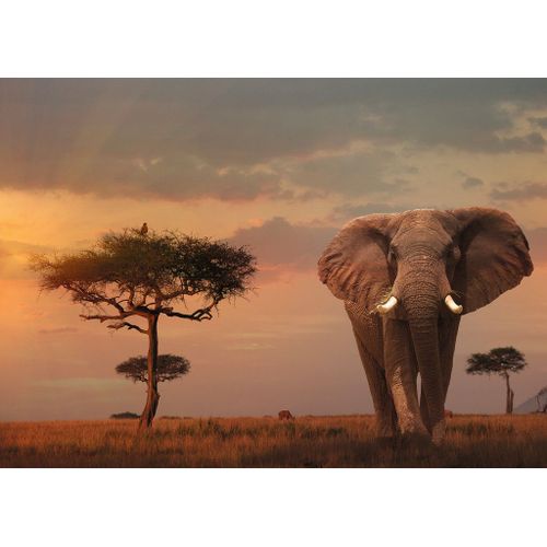 Puzzle 1000 Pièces Nature Edition No 13 - Eléphant Dans Le Parc National Du Masaï Mara