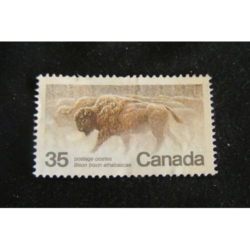 Bison Bison Athabascae 1981