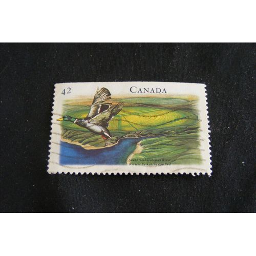 Canada Geese