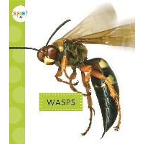 Wasps