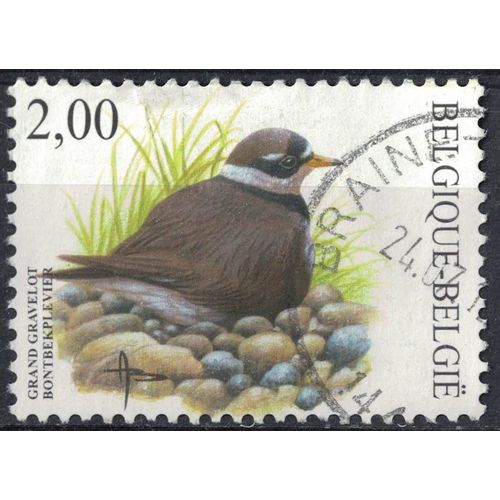 Belgique 2002 Oblitéré Used Oiseau Bird Charadrius Hiaticula Pluvier Grand Gravelot Su