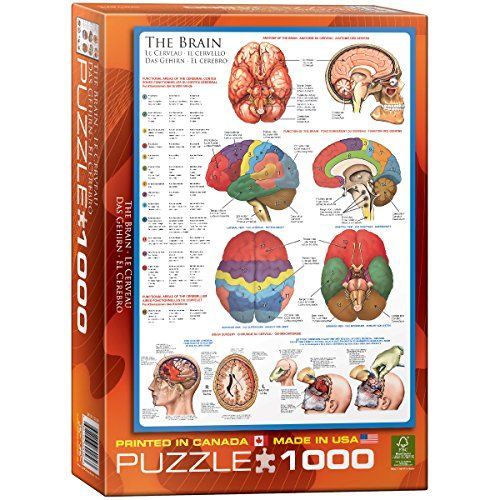 Eurographics Human Body (The Brain) 1000 Piece Puzzle