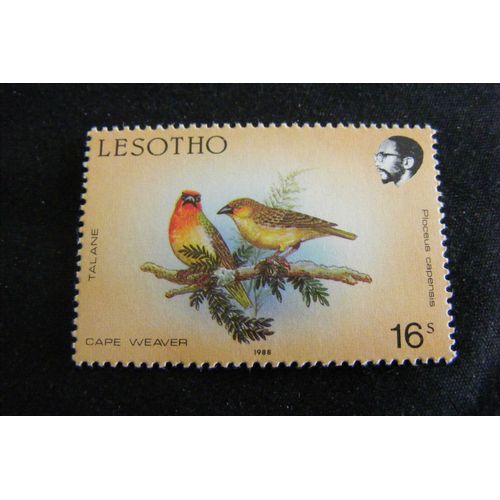 Oiseaux