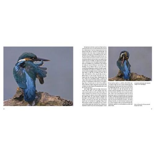 Die Liebe Der Vögel