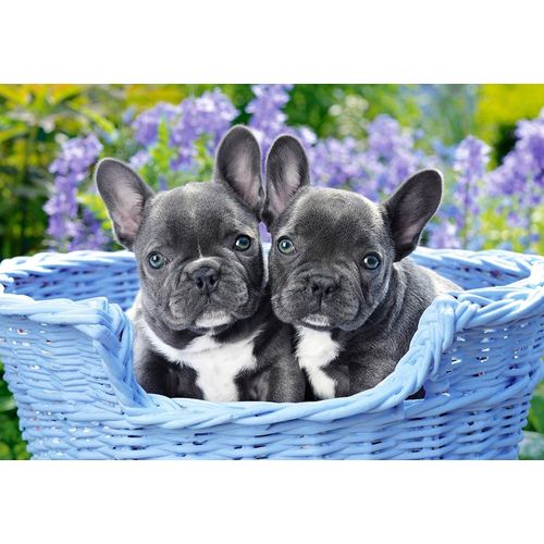 Puzzle 1000 Pièces French Bulldog Puppies