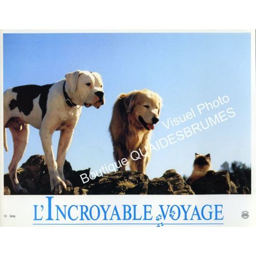 L'incroyable Voyage - Homeward Bound, The Incredible Journey - Walt Disney: Jeu De 8 Photos D'exploitation Cinématographique - Format 22x28 Cm - De Duwayne Dunham Avec Robert Hays, Kim Greist - 1993