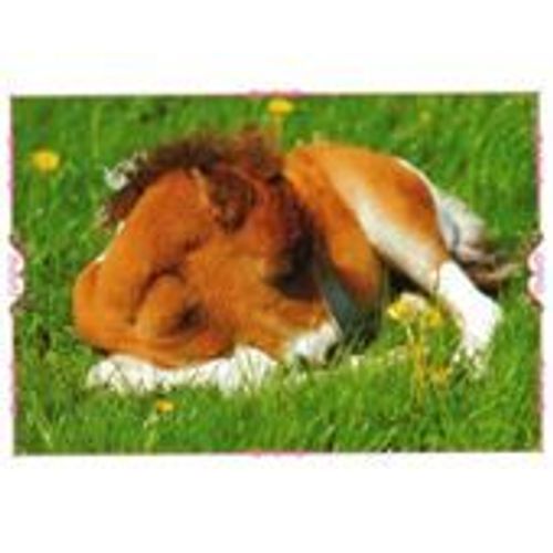 N°155 Image Panini Chevaux Un Voyage A Travers La Couleur