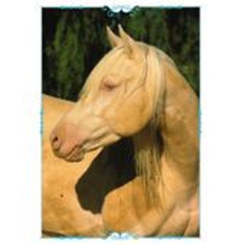 N°137 Image Panini Chevaux Un Voyage A Travers Les Couleurs