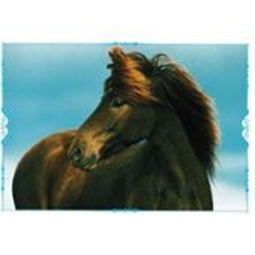 N°152 Image Panini Chevaux Un Voyage A Travers Les Couleurs