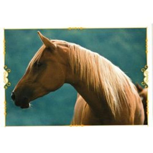 Image Panini Chevaux Un Voyage A Travers Les Couleurs N°75
