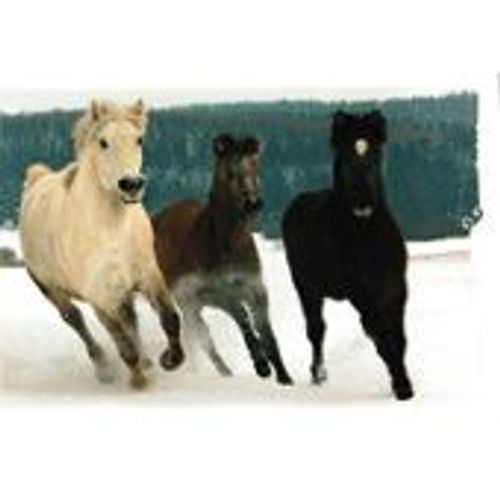 Image Panini Chevaux Un Voyage A Travers Les Couleurs N°25