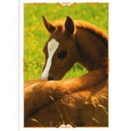 N°56 Image Panini Chevaux Un Voyage A Travers Les Couleurs