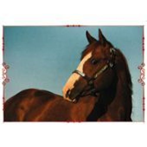 N°31 Image Panini Chevaux Un Voyage A Travers Les Couleurs