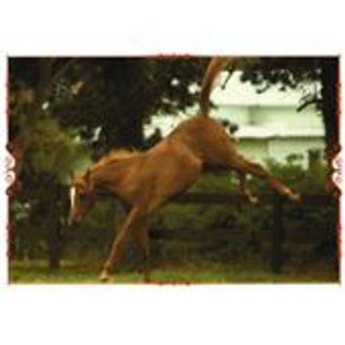 Image Panini Chevaux Un Voyage A Travers Les Couleurs N°36